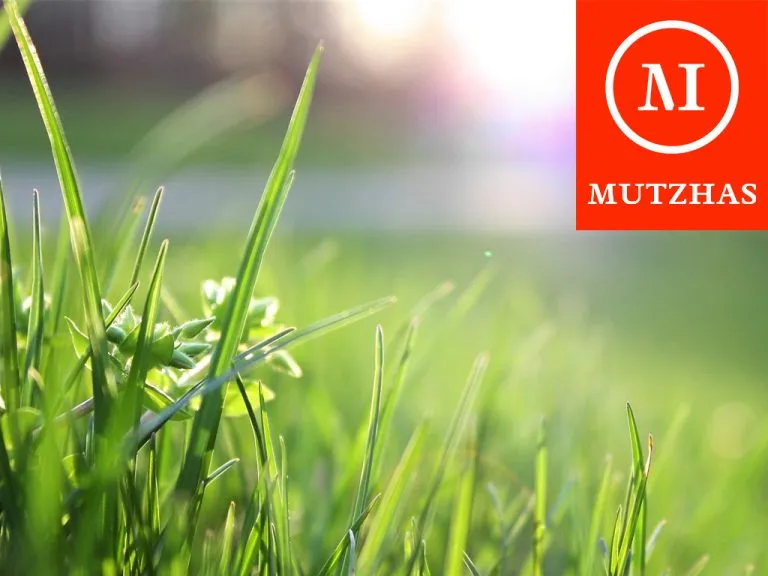 Immobilienangebot - München - Alle - MUTZHAS - Grundstück in Daglfing